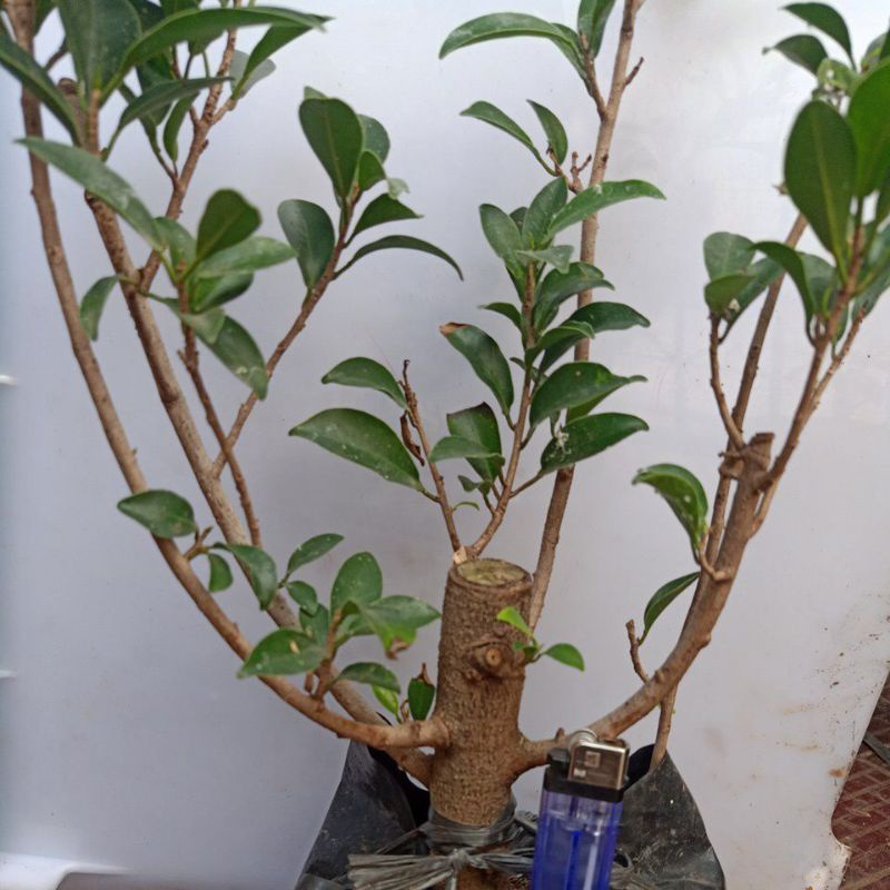 Jual Bahan Bonsai Ficus Elegan Rawatan Polybag Shopee Indonesia