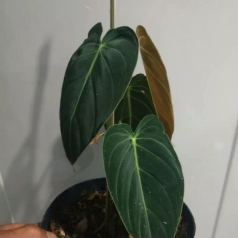 tanaman hias bibit philodendron melanochrysum melano