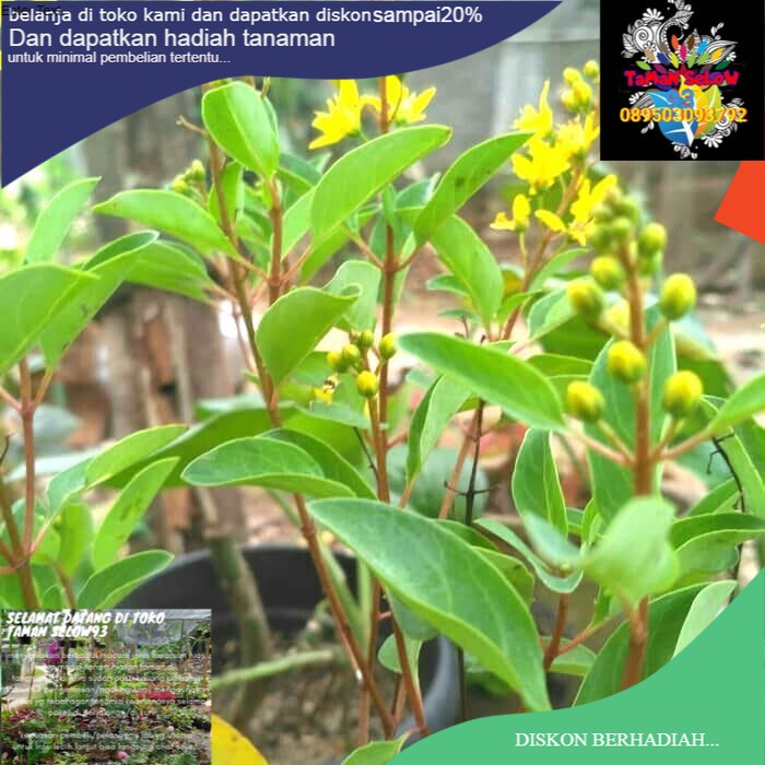 tanaman hias hujan emas - pohon bunga - hujan emas