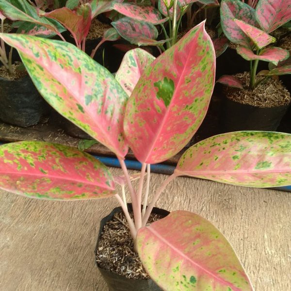 aglonema bigroy/tanaman hias aglonema bigroy