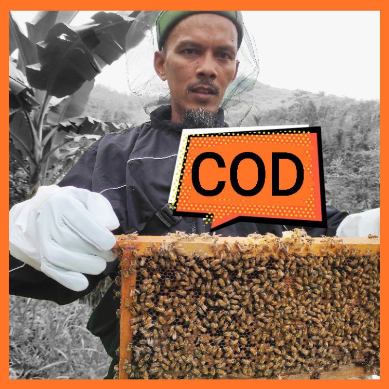 

Madu Mahal 100% Madu Asli Nektar Lebah Ternak Nyiruan