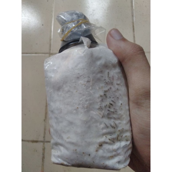 Bibit Jamur Tiram F3