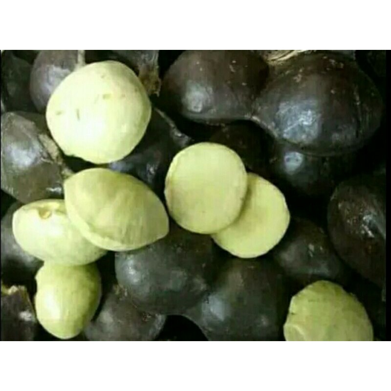 

BUAH JENGKOL MUDA SEGAR LALAPAN JENGKOL