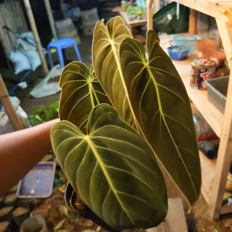 DIARY PETANI - Tanaman Hias Melano Philodendron Melanocrysum