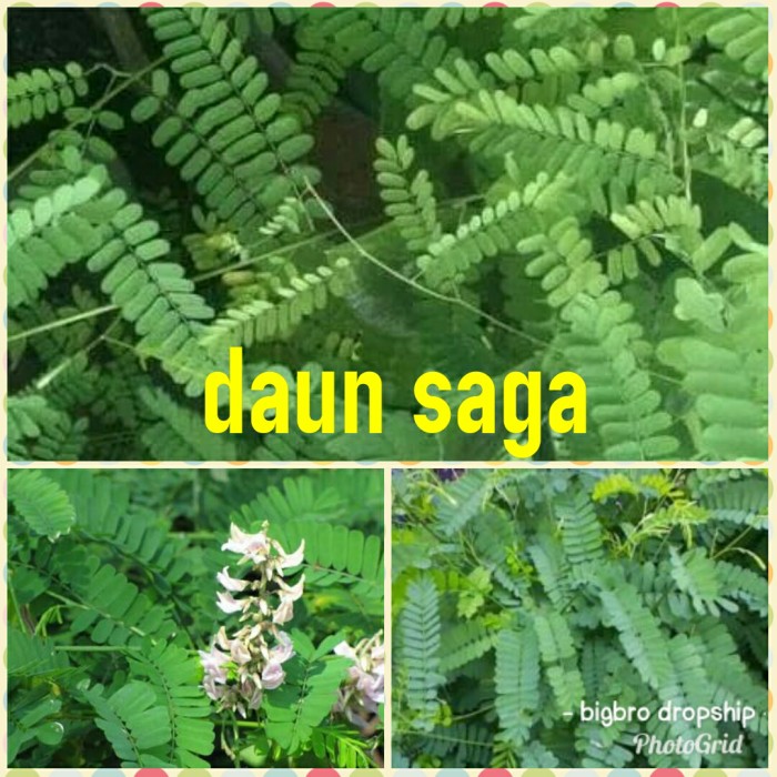 Daun saga segar