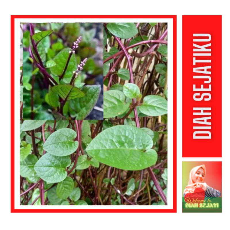 

Daun Binahong Segar Tanaman Herbal