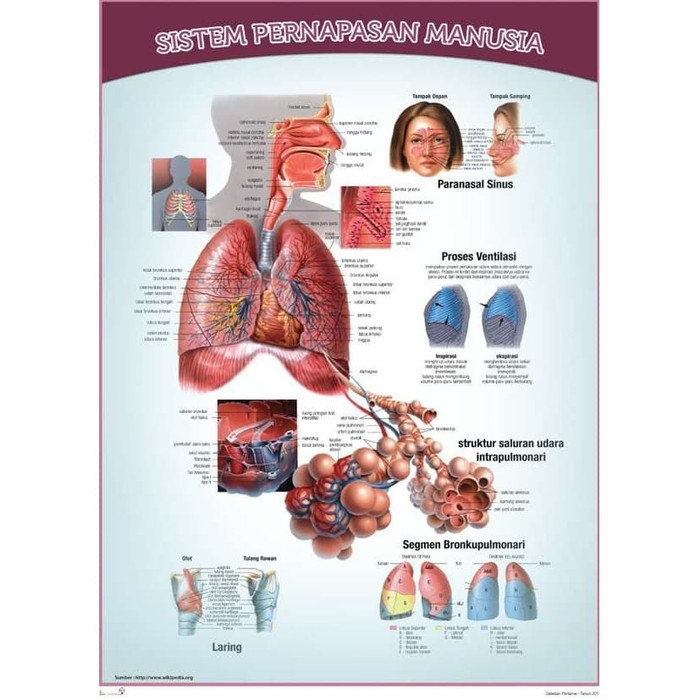 Promo Eksklusif Poster Sistem Pernapasan Manusia Murah Shopee Indonesia