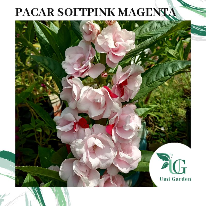 5 Biji Benih Bunga Pacar Air Tumpuk Softpink Mageta Impatiens Rose Balsamina