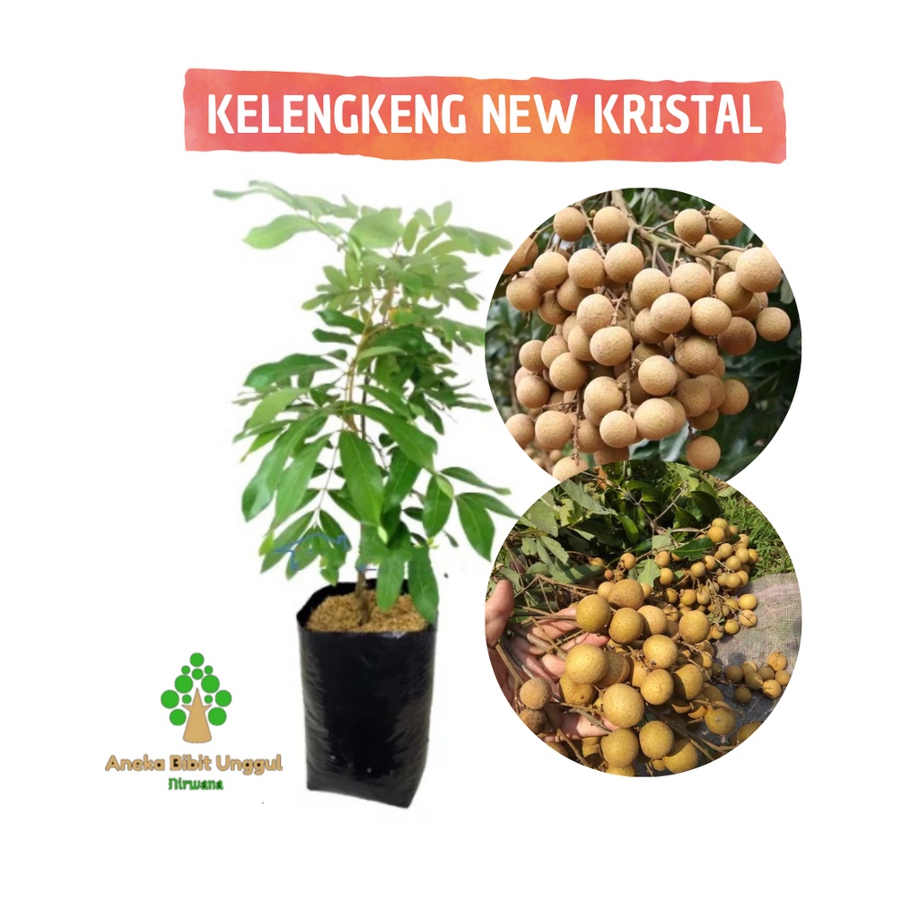 BIBIT BUAH KELENGKENG NEW  KRISTAL - BIBIT KELENGKENG NEW KRISTAL - LENGKENG NEW KRISTAL - BIBIT KEL