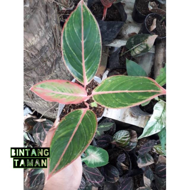 TANAMAN HIAS AGLONEMA TIGER LIPSTIK MURAH ORIGINAL