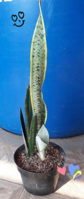 Tanaman Hias Sansevieria - Cylindrica - Sansevera - Sansivera - Sensivera