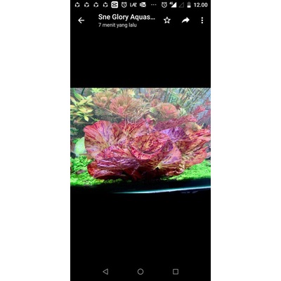 Tiger Lotus Red Tanaman Aquascape