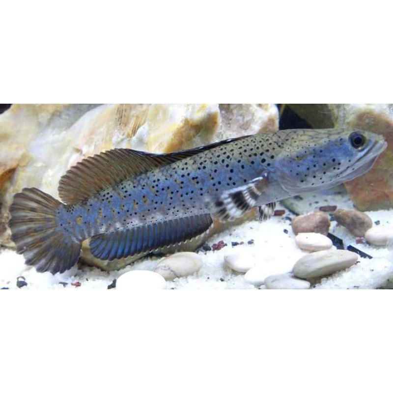 Channa blue pulchra 8 cm(TERMURAH)