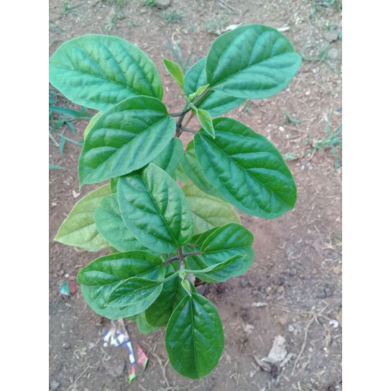 tanaman Nona makan sirih  (Clerodendrum thomsoniae)bunga putih - BAKUL KEMBANG