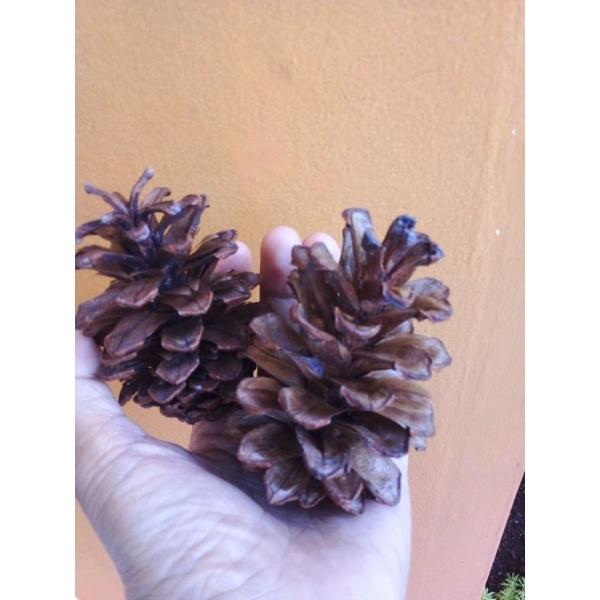Biji Pinus Kering Mekar Kuncup Untuk Mainan Gigit Hamter dan Dekorasi | Bunga Pinus | Buah Pinus Rustic Hamster FEZONE