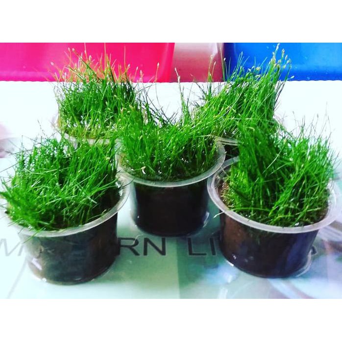 Tanaman Aquascape Dwarf Hairgrass