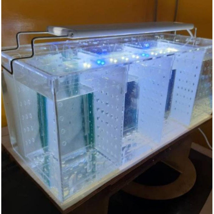 Aquarium Cupang 5 Kamar Berikut Dengan Filter Dan Lampu Led 15X15X20 Xedh6Mcxc2