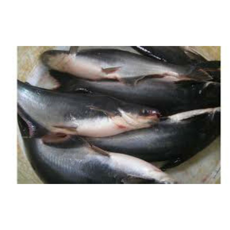 

Ikan Patin Segar 1kg