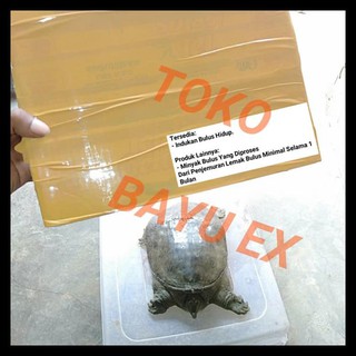 Hewan Bulus Hewan Kura Hewan Labi Labi Shopee Indonesia