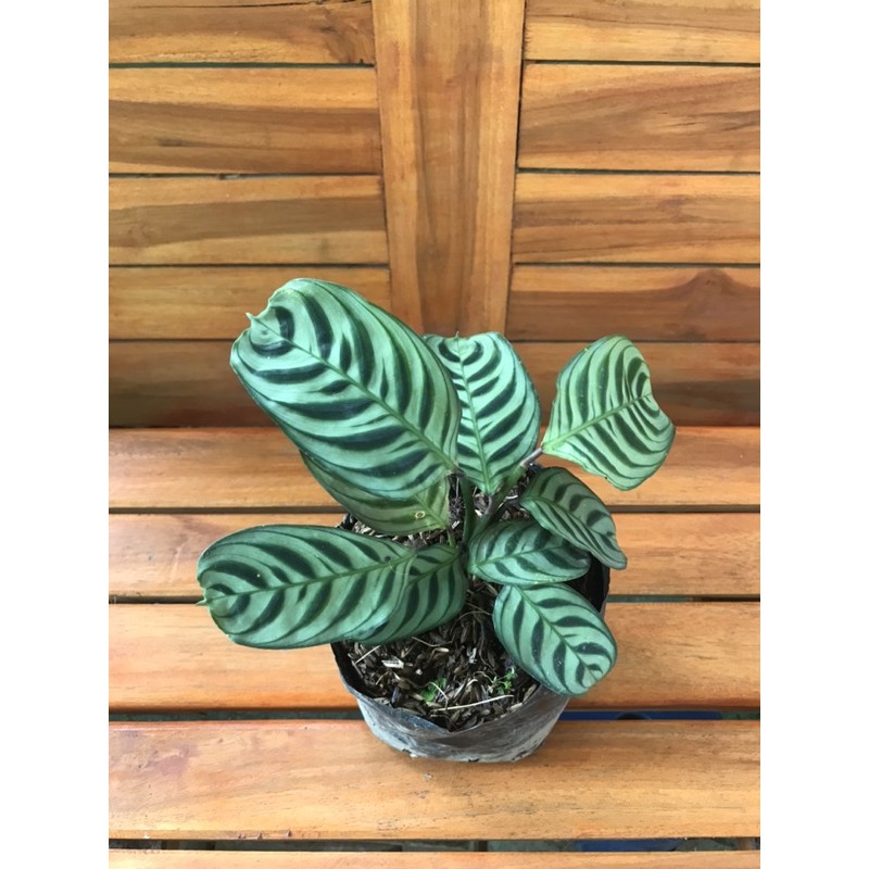 Calathea burle maxii | calathea spat ekor merak