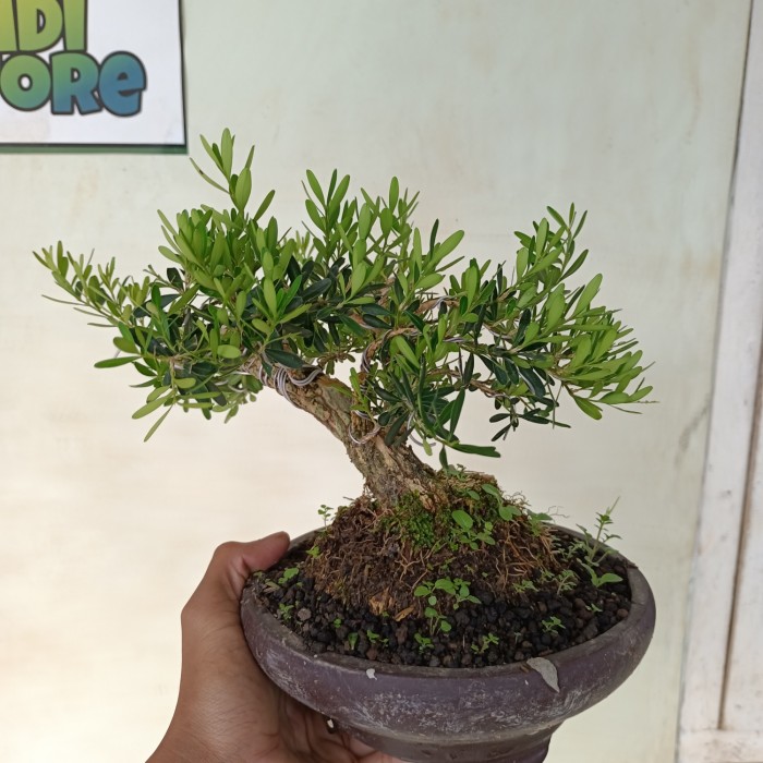 bonsai boxus mame