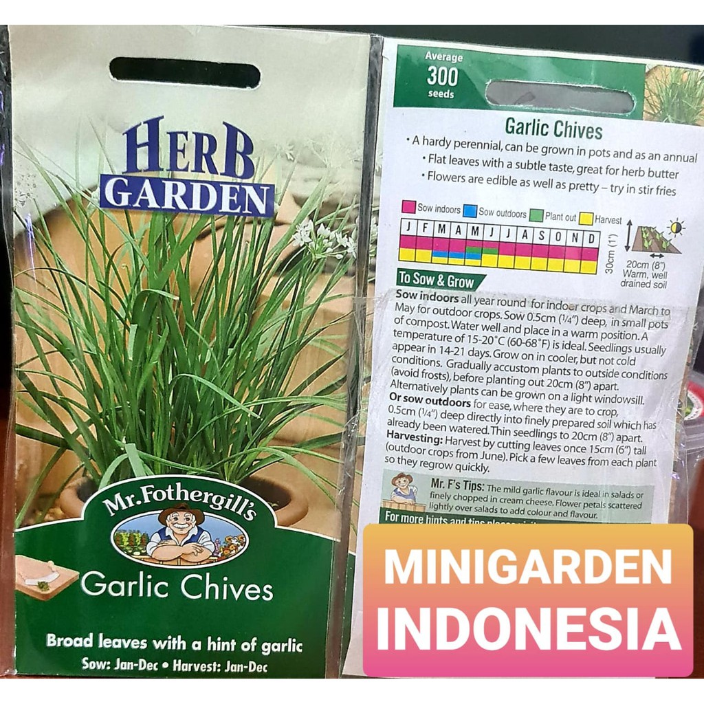 benih Herbal GARLIC CHIVES PACK 300 BIJI Mr. Fothergills BIbit tanaman obat / herb / Sayuran daun bawang