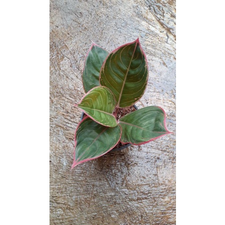 aglonema lipstik greg