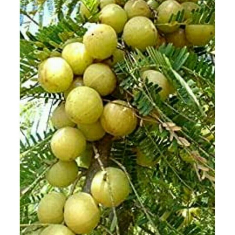 

Buah Amla