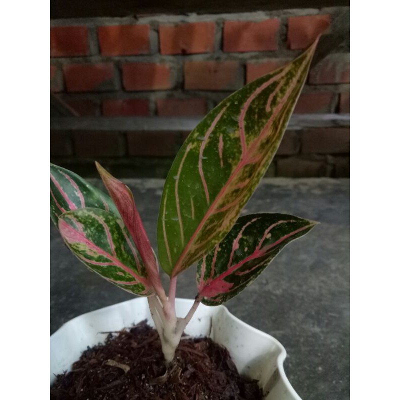 

Red sumatra atau pride of sumatra