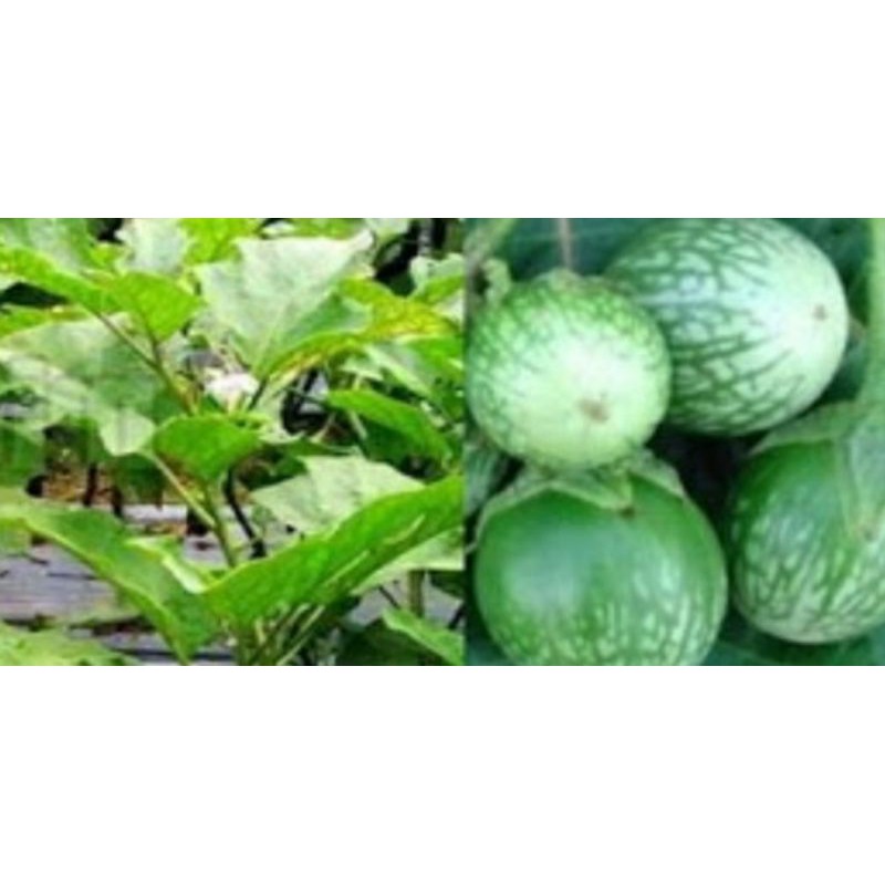 TANAMAN POHON TERONG HIJAU |COD| PROMO TERMURAH TANAMAN POHON TERONG HIDUP ASLI