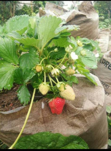 

Bibit Stroberry California
