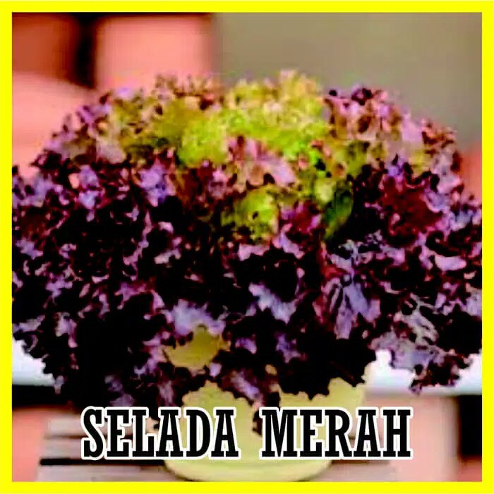 benih bibit selada merah