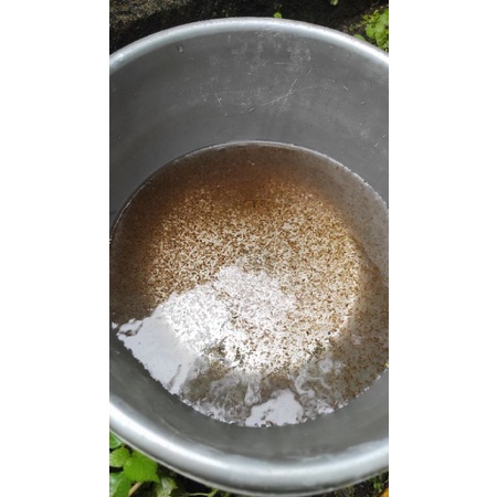 Kutu air daphnia magna kutu air raksasa kutu air stater kutu air pakan ikan hias