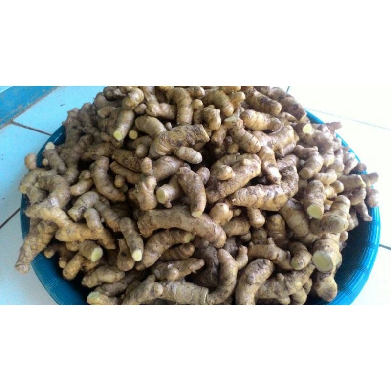 

Kunyit Putih/Curcuma Zeadoria/Temu Putih ORGANIK