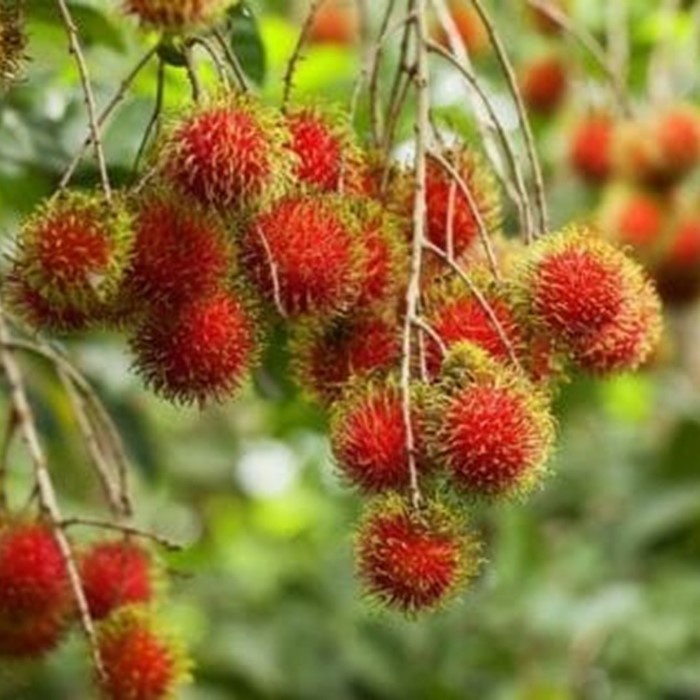 Bibit Tanaman Buah RAMBUTAN RAPIAH Premium