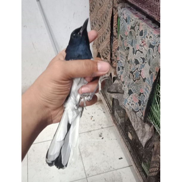 kacer daput bahan pilihan cakep