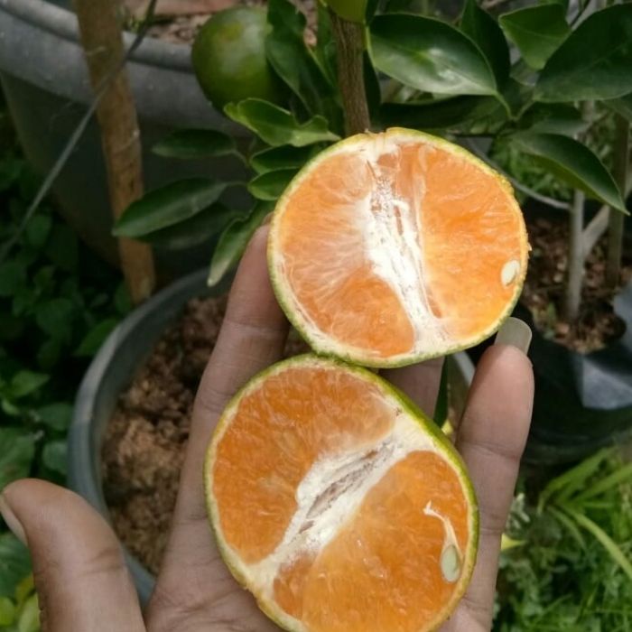 Bibit Tanaman Buah JERUK COKUN Premium