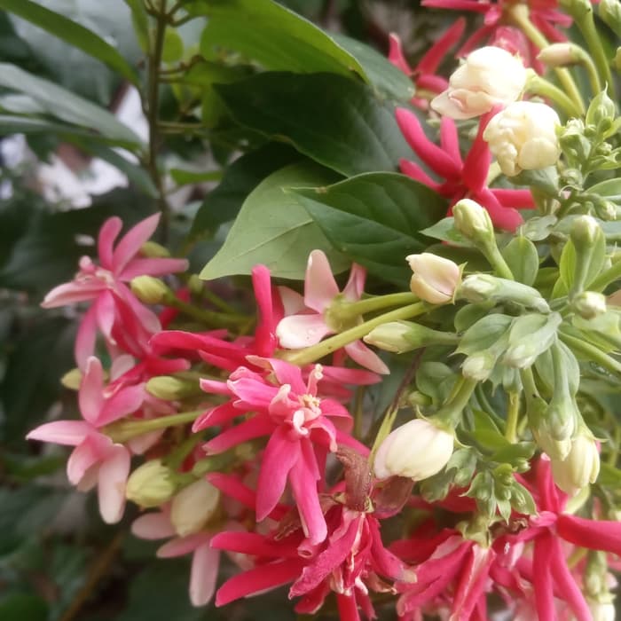 tanaman hias melati belanda - bibit melati belanda