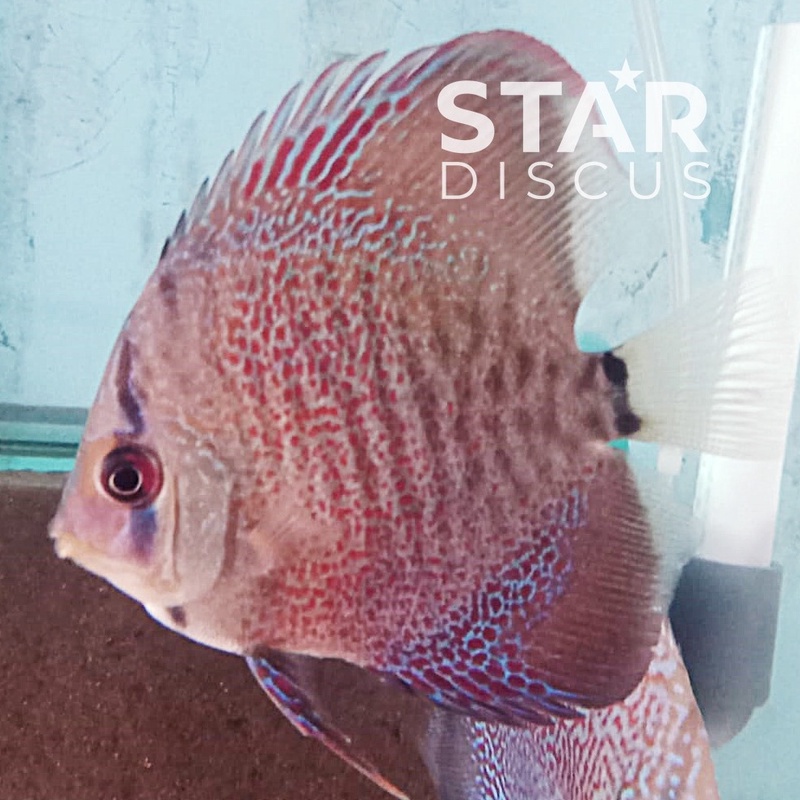 Discus Leopard Snake Skin 2,75 inch