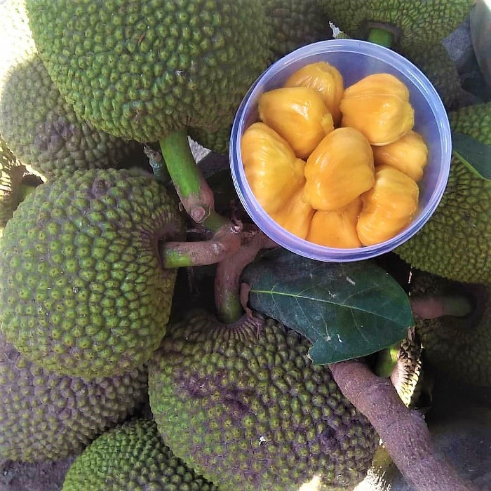 Bibit Tanaman Buah NANGKA MINI Premium