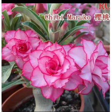 Tanaman hias bunga adenium tumpuk Kamboja Jepang id