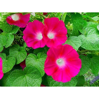 Haira Seed Bibit-Biji Bunga Morning Glory Scarlet O'hara