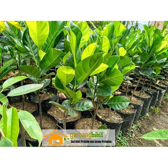 Bibit pohon stek Nangka Madu Mini