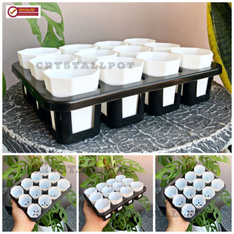 1 set Tray + POT BUNGA NKT PAGODA MINI 5CM PUTIH | tray semai bibit