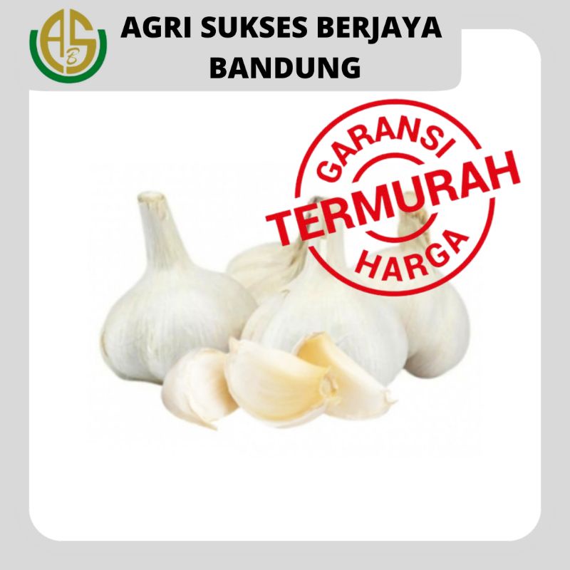 

Bawang putih kating fresh berkualitas super import 1Kg / BONGGOL