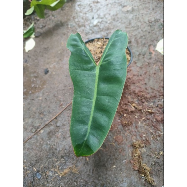 Philodendron billitiae - Philodendron kabel busi 1 daun