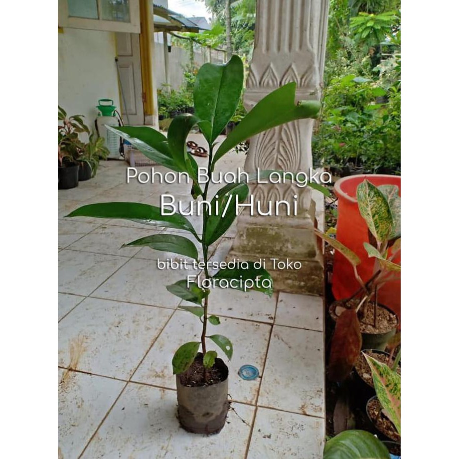 POHON BUNI BIBIT BUAH HUNI TANAMAN LANGKA UNIK UNTUK BAHAN RUJAK CUPS