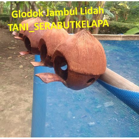 GLODOK BURUNG LOVEBRID GLODOK MURAI GLODOK BATOK Kelapa