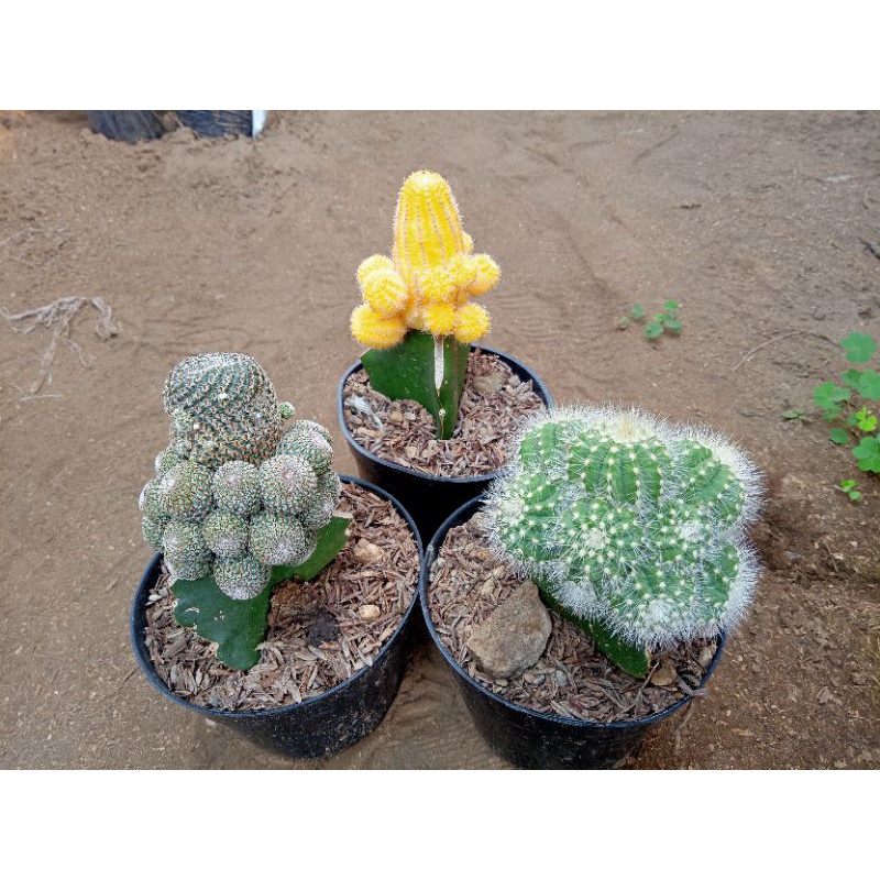 tanaman kaktus paket 3pcs cluster + freepot