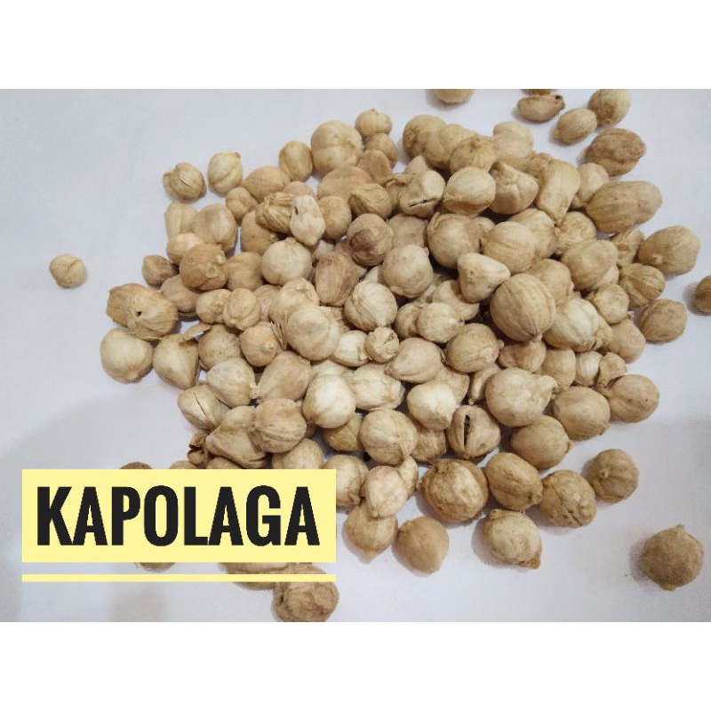 

KAPOLAGA KAPOL SIRIH Lokal 5g